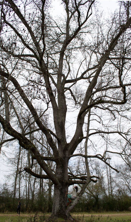 Sitting with the mighty Sweet Gum