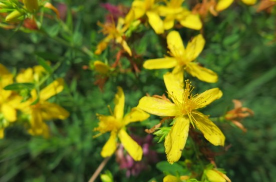 st john's wort close up max patch july 2017