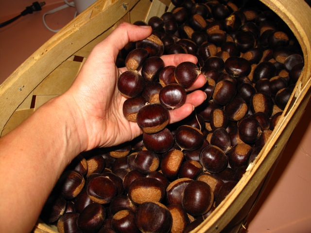 CHESTNUT様 の専門ページ Chestnuts: Winter is Near, Fall is Here | Lindsay Kolasa