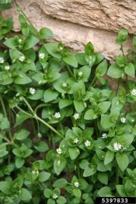 chickweed