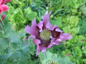 Intentions Wild Walk and Garden 008