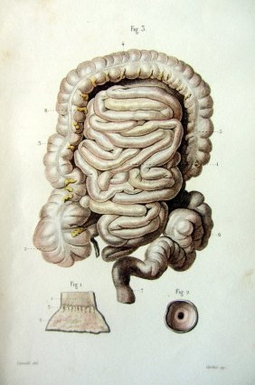 1852 lithograph of the gut