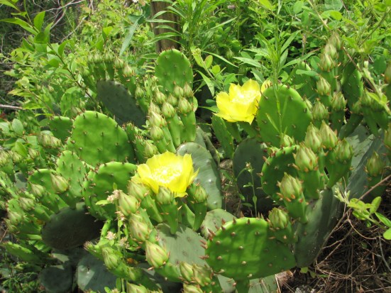 Prickly pear...