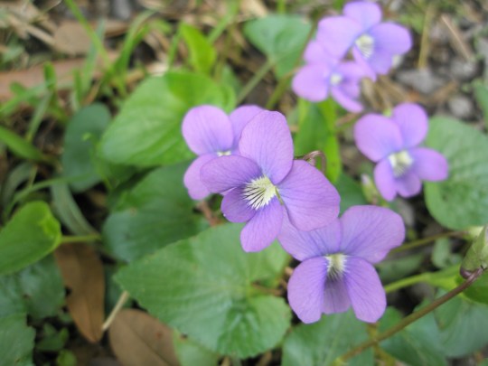 Violets in bloom