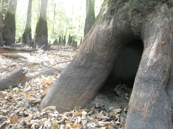 We gathered the beaver-snipped river cane from this dried up creek bed (which is the driest I've ever seen it by the way)