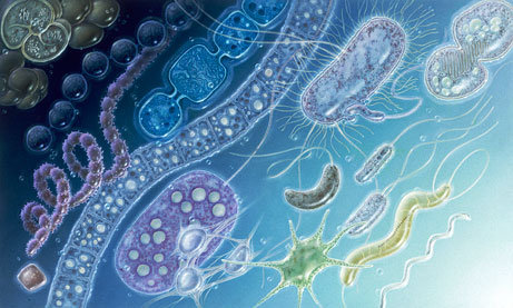 microbes