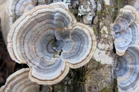 turkey-tail