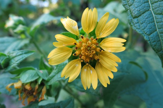 bear's foot oct 2016