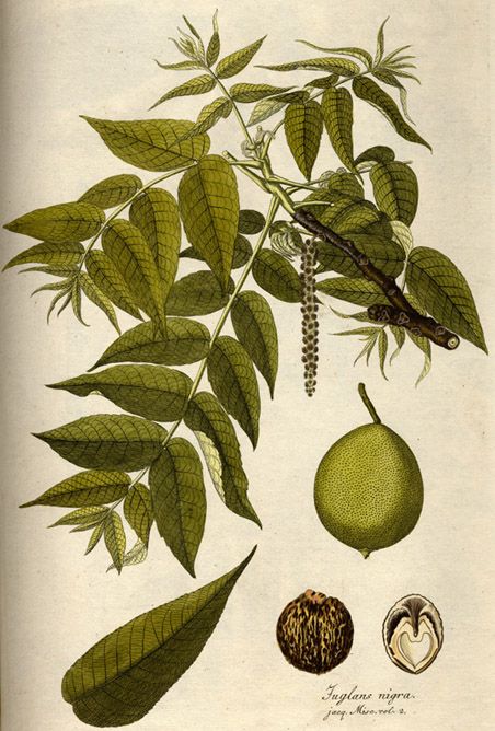 juglans nigra