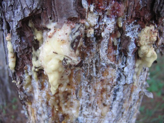 pine resin