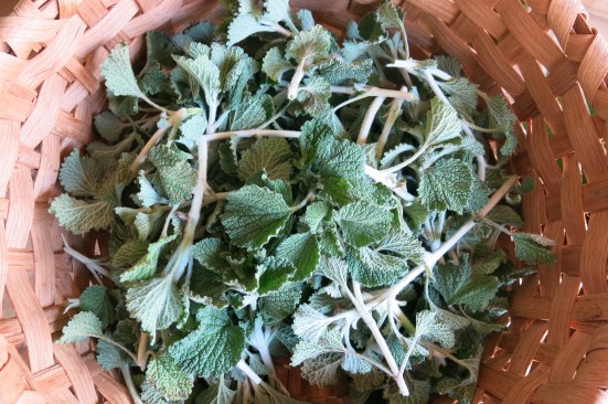 horehound harvest