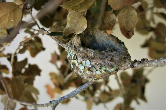 sept 8 abandoned hummingbird nest fallen coast live oak branch rocky nook